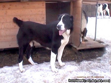 Mittelasiatischer Schäferhund Hantau (CH RUS Garabash x CH RUS Luta)