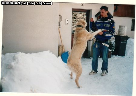 Mittelasiatischer Schäferhund Caysy beim Spielen