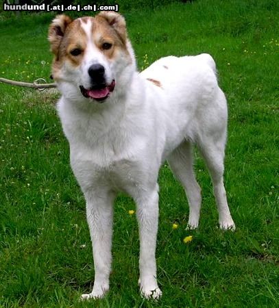 Mittelasiatischer Schäferhund Indiana