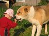 Mittelasiatischer Schäferhund Hund