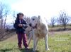 Mittelasiatischer Schäferhund Hund