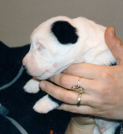 Mittelasiatischer Schäferhund Eine Hand voll ZO