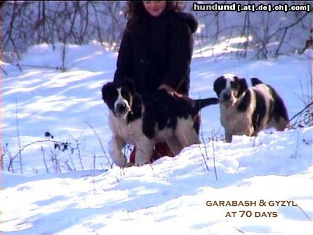 Mittelasiatischer Schäferhund Daikash Hep (born 17-10-2001) he is 85 cm high at the withers, his father is CH RUS Ak Nukker Hunta (he needs only one more certificate to become CH RKF and Grand Russian Champion), the great grand father of Hunta is Aktash - Legendary dog comes from Turkmenistan; his mother is Hoshgjul Ak Aju, always excellent in shows and very good character both for guard and defense, the grand father of Hoshgjul is Chingiz, which has been recognized the best breeder and one of the best males of XXIst century: he has never been 2nd in shows! his brother Dahar Bay is the Winner (BIS) of the European Show of Molosser 2002 (judge: Tatiana Ivanova from S. Petersburg) and his sister, our bitch, is Desha Gor who has been rated 5 times \