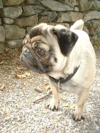 Mops Anuschka Mops - Ausflug in den Fürstenwald