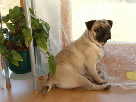 Mops Leo beim Luftschlösserbauen...