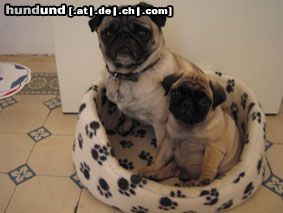 Mops Zwei Freunde