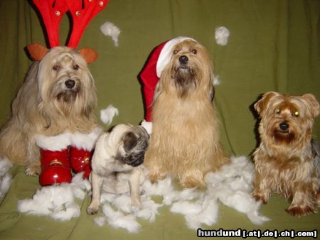 Mops Weihnachtshelfer.....