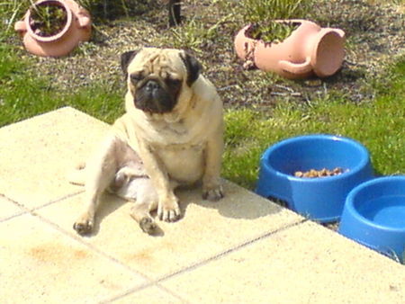 Mops Ciao, Io sono GINO