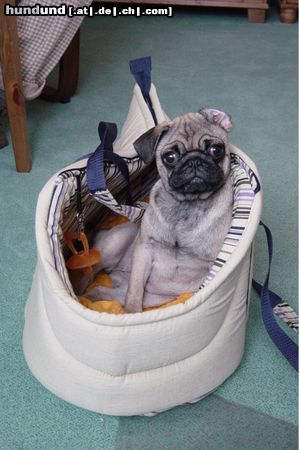 Mops Bin reisefertig!