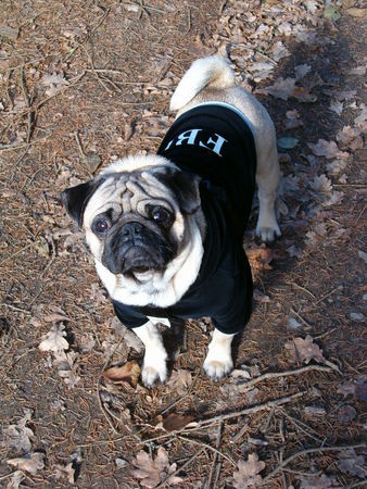 Mops Leo bei der FBI-Ausbildungsstaffel