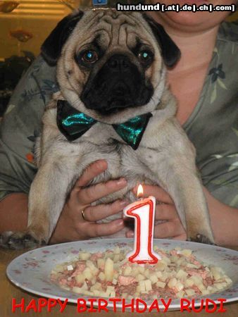 Mops Rudi`s 1. Geburtstag