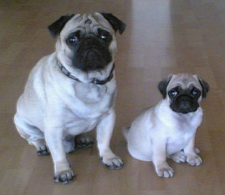 Mops Unsere Jungs Leo & Mike