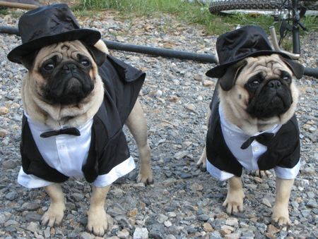 Mops Ab zur Hochzeit! Wo sind unsere Bräute?