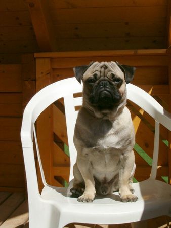 Mops mich stört keiner beim Sonnenbad...