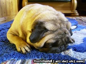 Mops Siesta