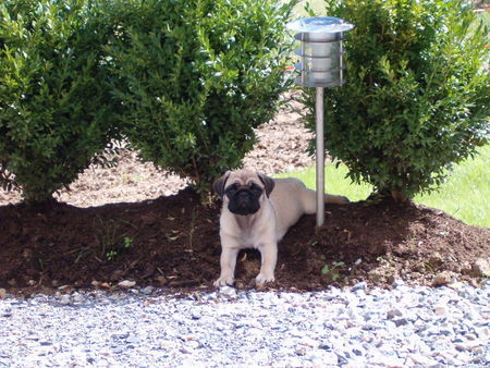 Mops Meine Pflanze, meine Laterne, mein Garten...