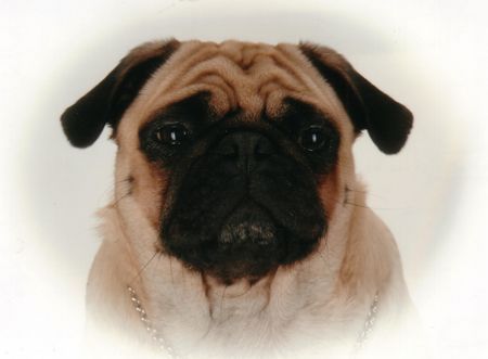 Mops Naomi - 3 Jahre