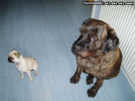 Mops pauline und ihre grosse freundin lena