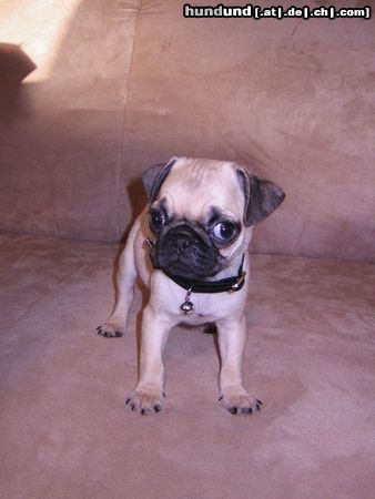 Mops Unser Mops Romeo geb. am 26.10.04