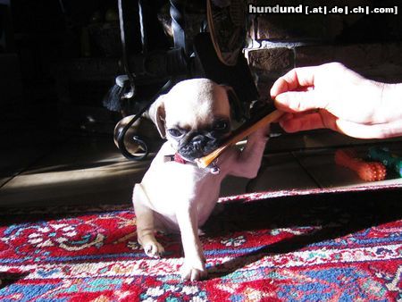 Mops Unser Mops Romeo geb. am 26.10.04