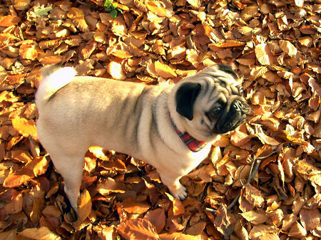 Mops Der seltene Herbstmops