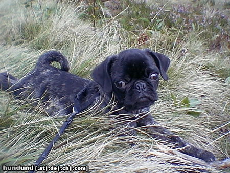 Mops Paul`chen von Wolfsbühl aus Passau