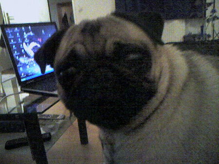 Mops was guckst du?