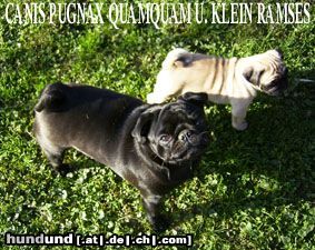 Mops C.P. Quamquam und Ramses