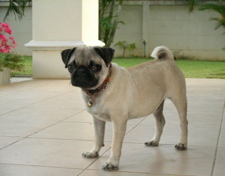 Mops Mein Name ist Suebue und lebe in Thailand