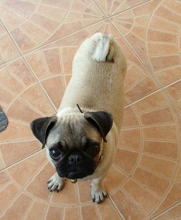 Mops SueBue aus Thailand