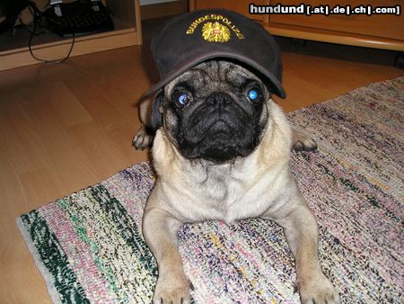 Mops Polizeihund