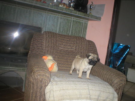 Mops Mexx