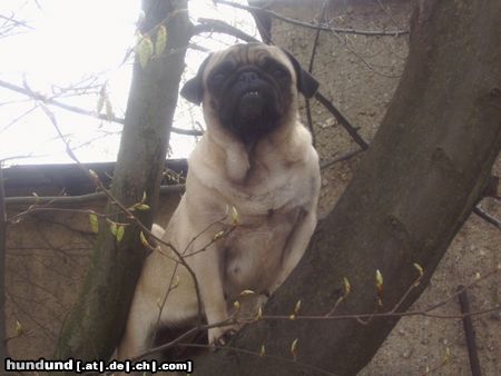 Mops Und wer meint jetzt noch wir Möpse sind unsportlich??