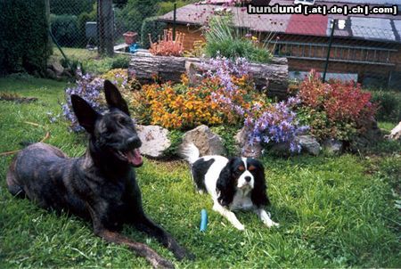 Hollandse Herdershond Fenja im Garten