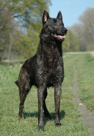 Hollandse Herdershond zenon monk vd vastanow