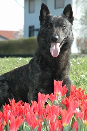 Hollandse Herdershond zenon monk vd vastanow