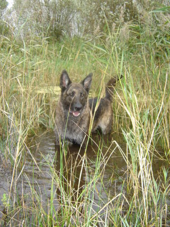 Hollandse Herdershond Wasserratte