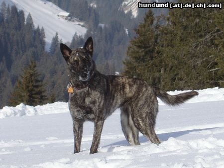 Hollandse Herdershond Chinook v. d. Limmat