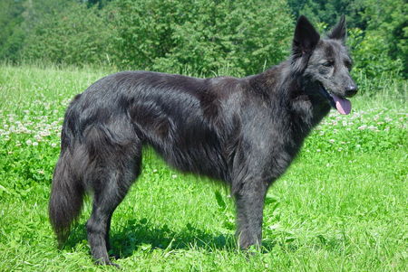 Hollandse Herdershond Chippy Cordesia Lupercus