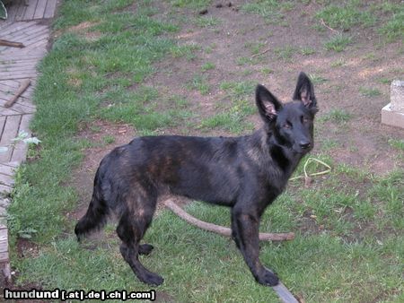 Hollandse Herdershond Sjoeba...5 monaten alt