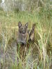 Hollandse Herdershond Hund