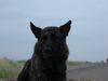 Hollandse Herdershond Hund