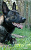 Hollandse Herdershond Hund