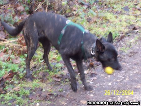 Hollandse Herdershond Fee mit ball