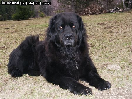 Neufundländer Ivo von den Koehnitzteichen *4.8.1995/foto : 07/2004