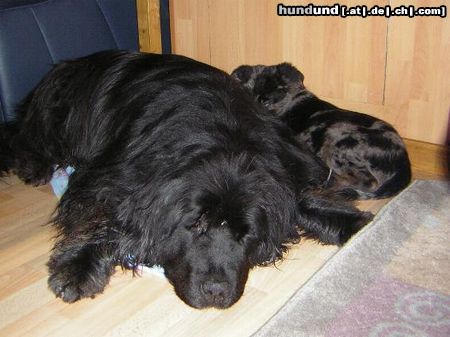 Neufundländer Unser Neufi Milos und Bordercollie Mischling Sammy