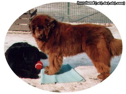 Neufundländer Gustel v. Elsterufer