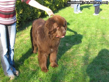 Neufundländer Baeu unser brauner Deckrüde aus USA