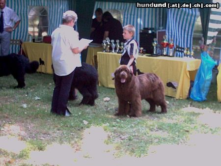 Neufundländer Julian 10 Jahre und Bärli beim Junoerenhandling