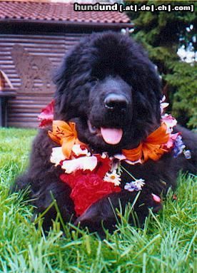 Neufundländer Milena Victoria della Casa del` Orso als Blumenkind